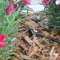 Micro-irrigation systems, such as this sprinkler watering Telstar dianthus, supply water directly to the soil around the plants. (Photo by Gary Bachman)