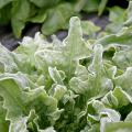 Many garden plants can tolerate frost, such as this cool season lettuce coated with frost. (Photo by Gary Bachman)