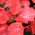 The bracts of healthy poinsettias will be completely colored and fully expanded, such as those on this Ice Punch red poinsettia. (Photo by Gary Bachman)