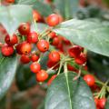 While the dark, glossy green leaves of the Nellie R. Stevens are pretty year-round, this holly's real attraction is its bountiful berries. (Photo by Gary Bachman)