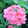 Lanai Verbena Deep Pink (top) makes an excellent choice for hanging baskets, ground covers and containers.