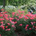 Knockout roses have multi-season interest. The foliage in the spring and summer is a dark, glossy green, and fall brings on a deep maroon-purple show. (Photo by Gary Bachman)