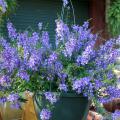 The Angelonia series Angel Mist are compact, low-growing and free-flowering plants. This purple selection sprawls over the edge of its hanging basket. (Photo by MSU Extension Service/Gary Bachman)