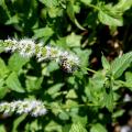 For greatest flavor and fragrance, harvest mint after flowers are produced. (Photo by MSU Extension Service/Gary Bachman)