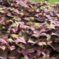 The Sweet Caroline ornamental sweet potato has two leaf shapes, cut-leaf and heart-shaped. Colors include bronze, green-yellow, light green, purple, red and black. (Photo by MSU Extension Service/Gary Bachman)