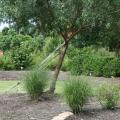 Storm winds can push trees over without uprooting them. Leaning trees are sometimes pulled back into an upright position. (Photo by MSU Extension Service/Gary Bachman)