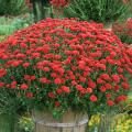 For dramatic visual impact, slip a mum from the garden center into a decorative container such as this basket, and place it near your front door. (Photo by MSU Extension Service/Gary Bachman)