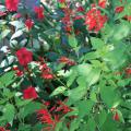 Butterflies can't resist the fire-engine-red flowers of the Pineapple Sage known as Golden Delicious. (Photo by MSU Extension Service/Gary Bachman)