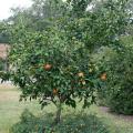 Satsuma oranges grow well in Mississippi and produce very juicy fruits with deep-orange rinds. (Photo by MSU Extension Service/Gary Bachman)