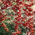 Pyracantha's colorful berries can add beauty and interest to any winter landscape. (Photo by MSU Extension Service/Gary Bachman)