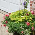 The salmon-colored Bermuda Beach Supertunia combines well with variegated ivy and the light green Sweet Caroline sweet potato vine. (Photo by MSU Extension Service/Gary Bachman)