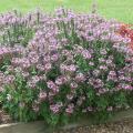 The Senorita Rosalita cleome is an exciting cleome without thorns that blooms freely all summer long. (Photo by MSU Extension Service/Gary Bachman)