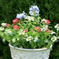 This container garden displays patriotic colors for the Fourth of July. The red Cora vinca is the filler, the spreading and trailing white scaevola is the spiller, and the powdery blue flowers of annual plumbago add the thrill.  (Photo by MSU Extension Service/Gary Bachman)