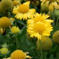 Gaillardia Mesa Yellow are large, sunny yellow flowers that seem to radiate color. As the flowers fade, each begins to resemble a fluffy pincushion. (Photo by MSU Extension Service/Gary Bachman)