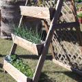 Place window boxes on a stepladder-type design for gardening that requires no bending. (Photo by MSU Extension Service/Gary Bachman)