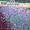 Fall-blooming flowers such as these Gomphrena Fireworks will be on display throughout the Fall Flower and Garden Fest Oct. 18-19 at Mississippi State University's Truck Crops Branch Experiment Station in Crystal Springs. (Photo by MSU Extension Service/Gary Bachman)