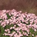 Gulf muhly grass combines beautifully in the landscape with the heirloom chrysanthemum Clara Curtis. (Photo by MSU Extension Service/Gary Bachman)