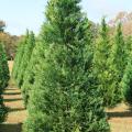 Mississippi Christmas tree growers offer high-quality, beautiful trees for holiday decorating. These Leyland cypress trees are growing at Thomley's Tree Farm in Hattiesburg. (Photo by MSU Extension Service/Gary Bachman)