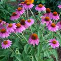 Pow Wow Wild Berry coneflower is a 2014 Mississippi Medallion winner. It stands only about 20 inches tall and has superior branching that keeps it blooming continuously. (Photo by MSU Extension Service/Gary Bachman)