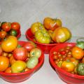 Heirloom tomatoes come in a variety of colors and irregular shapes, but their best characteristic is that they taste how most people think tomatoes are supposed to. (Photo by MSU Extension Service/Gary Bachman)