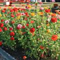 These Benary's Giant mix zinnias are must-haves for those wanting long-lasting cut flowers. Their height makes them perfect as a background in the summer flower bed, and they produce an abundant supply of beautiful flowers. (Photo by MSU Extension Service/Gary Bachman)