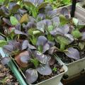 A variety of containers can be used for vegetable gardening, including stock nursery containers, subirrigated boxes and decorative planters. These red choi are growing in window boxes. (Photo by MSU Extension Service/Gary Bachman)