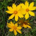 Coreopsis lanceolata is the state wildflower of Mississippi, and it grows frequently along the state's roadsides and in prairie areas. (Photo by MSU Extension Service/Gary Bachman)