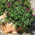 Butterfly bushes such as this Flutterby Petite Tutti Frutti offer a long season of welcome to butterflies. (Photo by MSU Extension Service/ Gary Bachman)