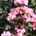 2015 Mississippi Medallion winner Delta Jazz crape myrtle, developed by Mississippi State University, has leaves that emerge a raspberry-maroon and then turn mahogany-brown, accenting large clusters of pink flowers in late summer. (Photo by MSU Extension Service/Gary Bachman)