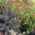 Redbor kale, seen here with Butterfly Red Penta, is an outstanding variety with colors that intensify as temperatures get lower. (Photo by MSU Extension Service/Gary Bachman)