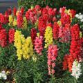 Sonnet snapdragon plants grow up to 30 inches tall and offer colorful flower spikes in a kaleidoscope of shades that are great as cut flowers. They are thrilling in a cool-season combination container and have a soft cinnamon scent. (Photo by MSU Extension Service/Gary Bachman)