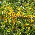 Although most Yaupon holly berries are red, a few commercially available selections have a mutation that produces yellow berries. (Photo by MSU Extension Service/Gary Bachman)