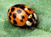 Asian lady beetle