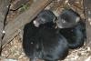 These South Mississippi cubs are part of a growing population of black bears in Mississippi. They were photographed by David Watts in Wilkinson County in March 2005.