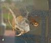 Brown Widow spiders, such as this one located beside a window near the Mississippi Gulf Coast in late July, produce "spiny" egg masses that look like the fruit from a sweetgum tree. Newly arrived in Mississippi from Florida, these spiders are venomous, like their cousin the Black Widow. See larger view. (Photo by David Held, MSU Coastal Research and Extension Center)