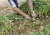 A worker cuts young sweet potato plants, known as slips, in preparation for transplanting at a farm near Vardaman in Calhoun County.