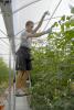 Dillon Harris of the Furrs Community in Pontotoc County adjusts the 30-foot tomato vines in the 12,000-square-foot greenhouse at St Bethany Fresh on Aug. 2, 2012. (Photo by MSU Ag Communications/Linda Breazeale)