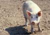 As a precaution against a new strain of swine flu, Extension agents and veterinarians will be closely monitoring the health of hogs involved in the 2012 Mississippi State Fair in Jackson. (MSU Ag Communications file photo)