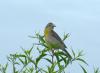 Dickcissels, such as this one, are sparrow-sized birds that prefer native grasslands for foraging and nesting and rely on insects for the bulk of their diet. Mississippi State University scientists are studying the use of native grasses as livestock forages. (Photo courtesy of Adrian Monroe)