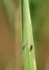 The rice water weevil, such as this adult on a rice leaf, is one of the most troublesome insect pests in rice, but seed treatments have proven to be effective in controlling them. The scars on the leaf are evidence of the rice water weevils' feeding. (Photo by Delta Research and Extension Center/Jeff Gore)