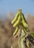 Although the value was down in 2013, Mississippi soybeans netted an estimated $993 million for state producers and remained the state's biggest row crop. (Photo by MSU Ag Communications/Kat Lawrence)