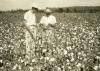 Mississippi State University Extension Service agents spent many hours beside farmers in cotton fields as they waged war against invasive boll weevils, which often robbed plants of their top bolls. Extension personnel helped organize the successful eradication efforts that resulted in Mississippi fields without boll weevil since 2009. (MSU Ag Communications file photo)