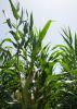 Corn acreage is down in Mississippi this year, but the other major row crops saw increases. This field was photographed July 1, 2014, at Mississippi State University's R.R. Foil Plant Science Research Center in Starkville, Mississippi. (Photo by MSU Ag Communications/Kat Lawrence)