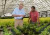 Blake Layton, entomologist with the Mississippi State University Extension Service (left), and Nick Terkanian of the Natchez Trace Greenhouses in Kosciusko, Mississippi, examine Red Missile peppers for swirski-mites on Aug. 19, 2014. (Photo by MSU Ag Communications/Linda Breazeale)