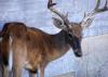 A thin, eight-point buck stands beside a wall with drool coming from his mouth.