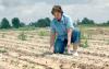 Peggy Thaxton, a Mississippi State University cotton breeder at the Delta Research and Extension Center in Stoneville, checks cotton in a research plot.