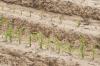 Warm temperatures starting in February allowed Mississippi's corn crop to get an early start, and 90 percent of planned acreage was in the ground by mid-April. (Photo by Scott Corey)