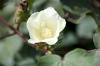 Mississippi's cotton crop is looking good two to three weeks ahead of schedule, with 91 percent of the fields setting bolls. (Photo by MSU Ag Communications/Kat Lawrence)