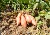 Mississippi's 2012 sweet potato crop should be slightly above average. These Beauregard sweet potatoes grew at White and Allen Farms in Calhoun County. (Photo by Mississippi Sweet Potato Council/Benny Graves)