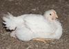 This 5-week-old broiler is approaching market weight in a commercial research house at the H.H. Leveck Animal Research Center, commonly called South Farm, at Mississippi State University on March 20, 2013. Mississippi has grown more than 205 million birds in the first 14 weeks of the year. (Photo by MSU Ag Communications/Kat Lawrence)